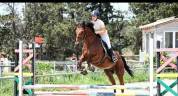 Cheval 