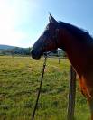 Cheval 