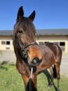 Make Us Win – Jument Trotteuse de 3 ans