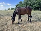 Make Us Win – Jument Trotteuse de 3 ans