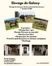 Pension chevaux - Elevage de Galaxy 47360 Sembas