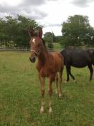 Pension chevaux - Elevage de Galaxy 47360 Sembas