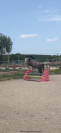 Poney onc polyvalent 