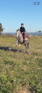 Poney onc polyvalent 
