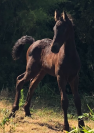 Poulain frison plein papier MAURUS 441 X EPKE 474