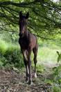 Poulain sf sport loisir 