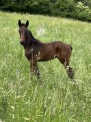 Poulain sf sport loisir 