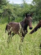 Poulain sf sport loisir 