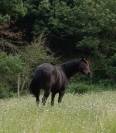 Cheval d'extérieur 