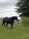 Cheval d'extérieur 