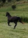 Cheval d'extérieur 
