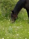 Cheval d'extérieur 