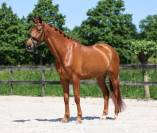 Knap dressuurpaard Desperado x United 6 jr