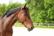 Belle jument sport AES 