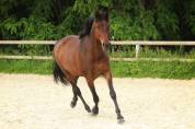 Belle jument sport AES 
