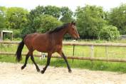 Belle jument sport AES 