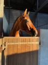 Jument Cso Amateur 2