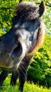 Poney 1m15