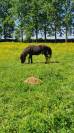 Poney 1m15