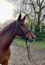 Magnifique jument kwpn de 6 ans 1m67