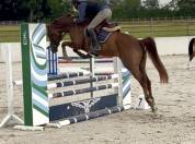 Magnifique jument kwpn de 6 ans 1m67