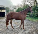 Magnifique jument kwpn de 6 ans 1m67