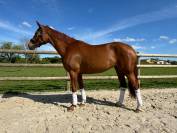 Jolie Jument Selle Francais 7 ans Dressage 