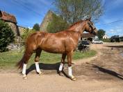 Jolie Jument Selle Francais 7 ans Dressage 