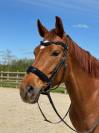 Jolie Jument Selle Francais 7 ans Dressage 
