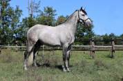 cavallo P.R.E.