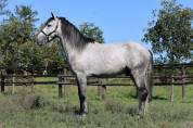 cavallo P.R.E.