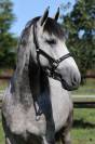 cavallo P.R.E.