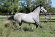 cavallo P.R.E.