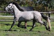 cavallo P.R.E.