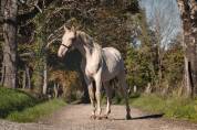 Caballo entero PRE Pura Raza Española En venta 2023 Perlino por ODIN ONIX