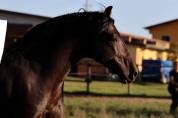 cavallo P.R.E.