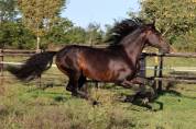 cavallo P.R.E.