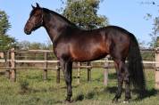 cavallo P.R.E.
