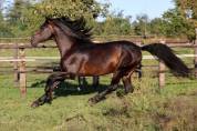 cavallo P.R.E.
