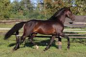 cavallo P.R.E.