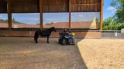 Jazzy, jument Mérens – 6 ans – élégante, douce et sûre