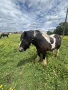 Hongre Irish Cob 4 ans