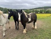 Hongre Irish Cob 4 ans