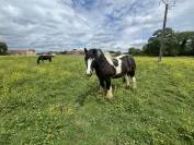 Hongre Irish Cob 4 ans