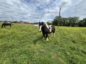 Hongre Irish Cob 4 ans