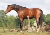 jeunes chevaux