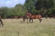 jeunes chevaux