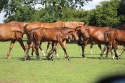 jeunes chevaux .