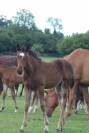 jeunes chevaux .