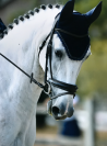 Hongre - SF - 11 ans - CCE